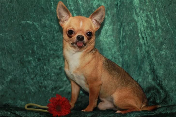 Chihuahua Itschy vom Hochmoor - 7/02-2011 Taget af Karins-foto billede 12