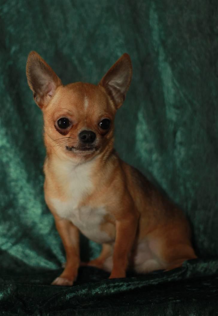 Chihuahua Itschy vom Hochmoor - 7/2-2011 Taget af Karins-foto billede 13