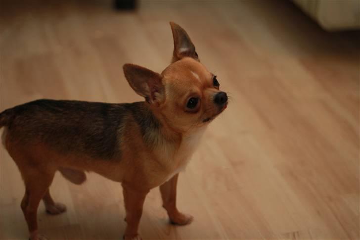 Chihuahua Itschy vom Hochmoor - 7/2-2011 Taget af Karins-foto billede 14