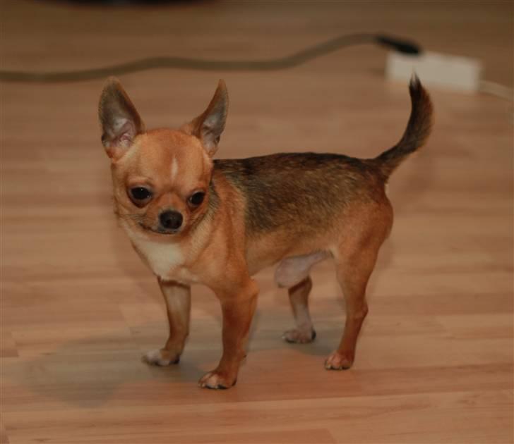 Chihuahua Itschy vom Hochmoor billede 15