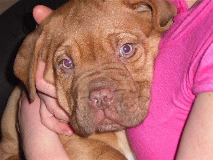 Dogue de bordeaux Oscar - Jeg elsker at putte billede 1