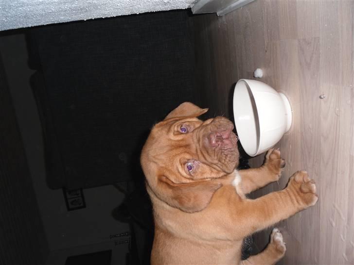 Dogue de bordeaux Oscar - Mmmm, Det er dejligt med lidt at drikke. billede 2