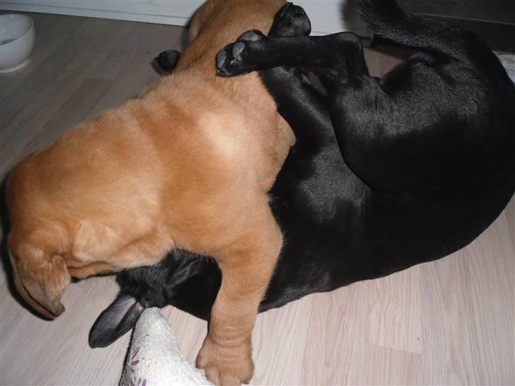 Dogue de bordeaux Oscar - Selvom jeg er den yngste/mindste så an jeg stadig banke Viggo :) billede 3