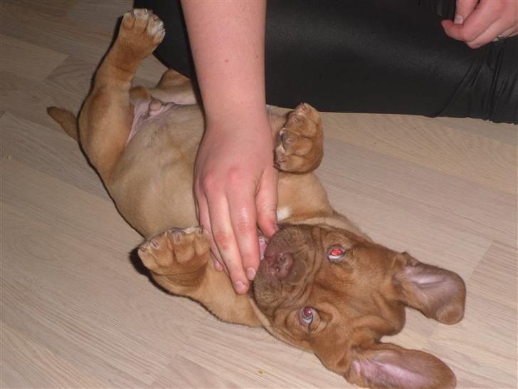 Dogue de bordeaux Oscar - Jeg elsker at lege billede 4