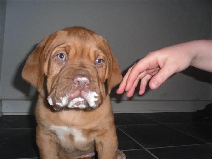 Dogue de bordeaux Oscar - Mmm, det er dejlig med lidt A38 på maden :) billede 5