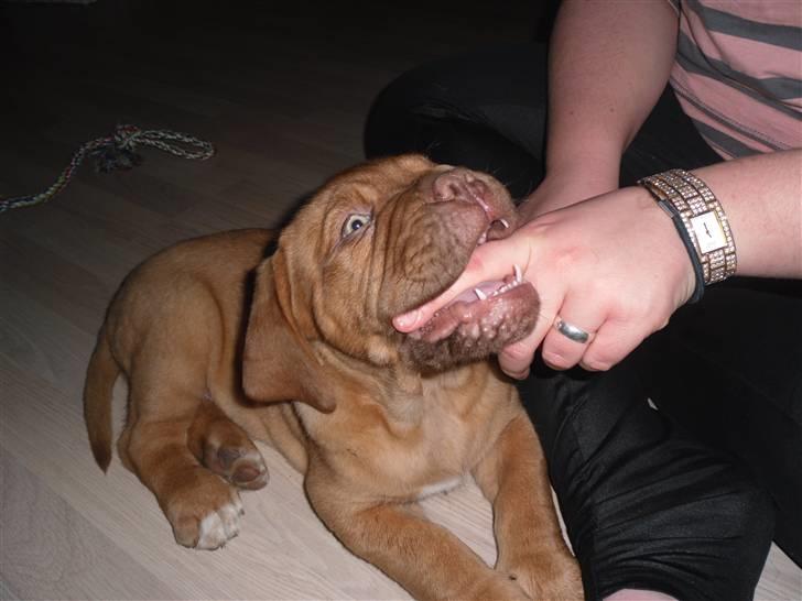 Dogue de bordeaux Oscar - Pas på jeg bider :) billede 6