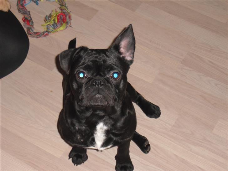 Blanding af racer Viggo - Jeg ser altid lidt sur ud på billeder, men det er jeg bestemt ikke :) billede 1