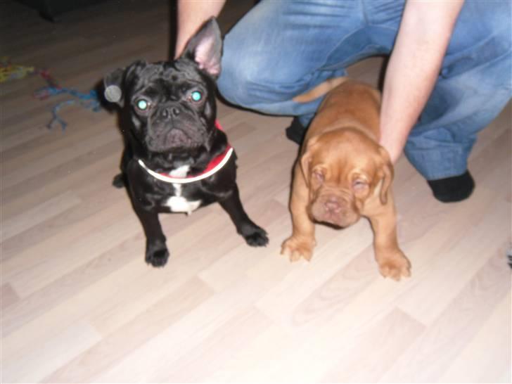 Blanding af racer Viggo - Her er jeg sammen med min legekammerat Oscar billede 2