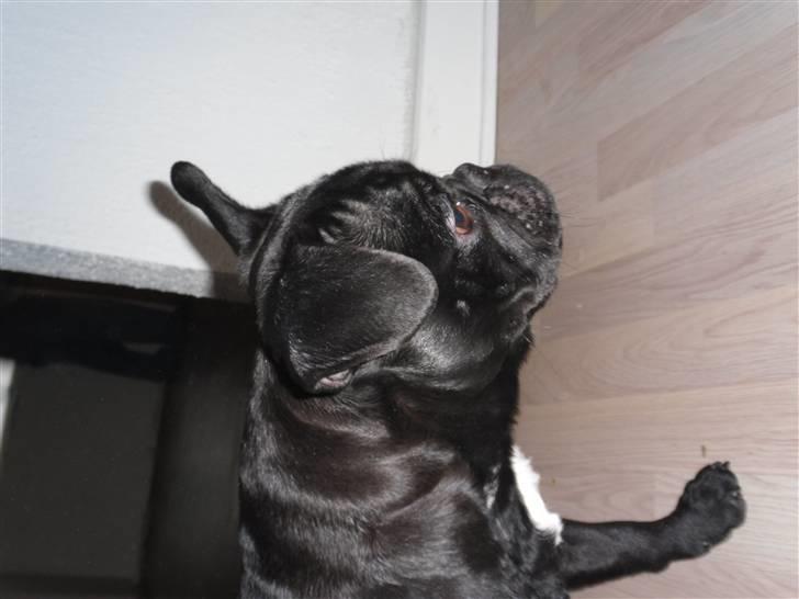 Blanding af racer Viggo billede 3