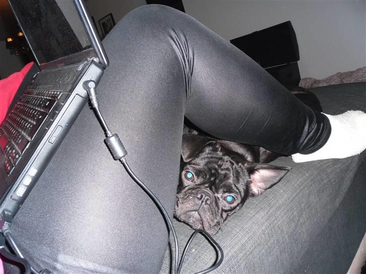 Blanding af racer Viggo - Jeg elsker at putte billede 4