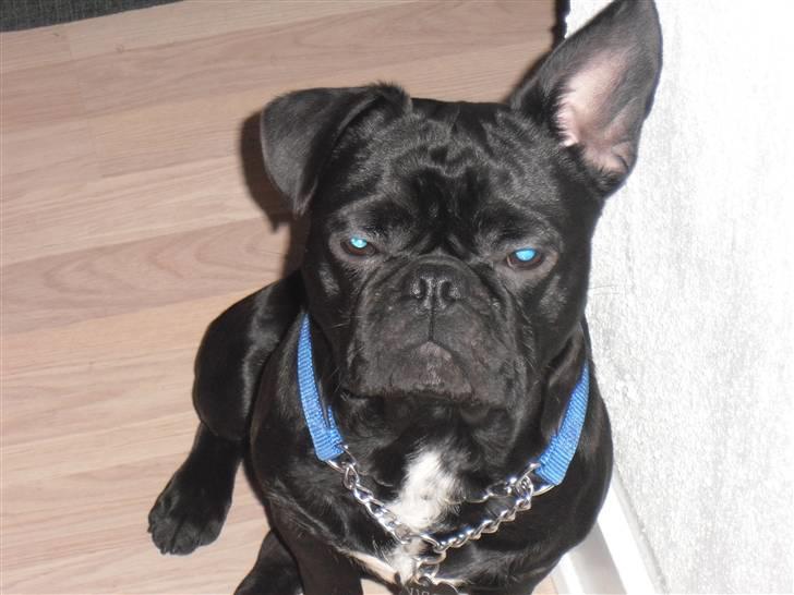 Blanding af racer Viggo billede 5