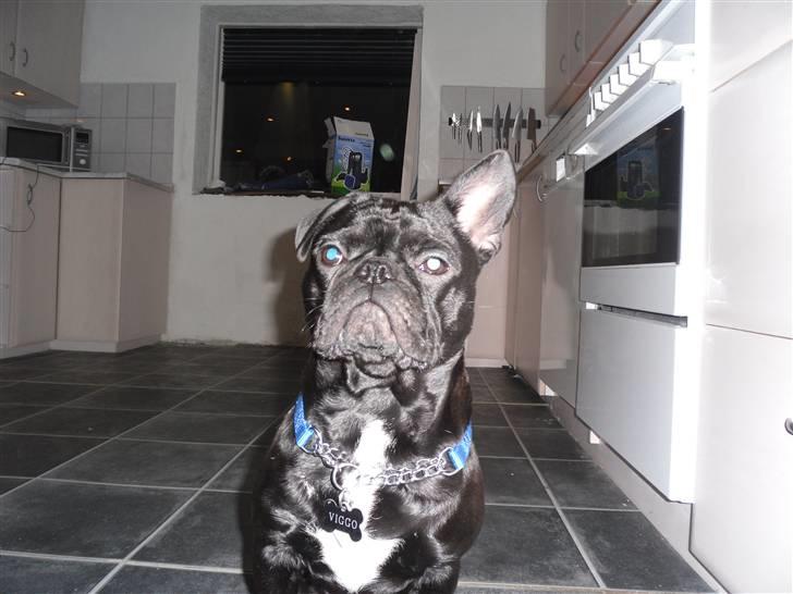 Blanding af racer Viggo billede 6