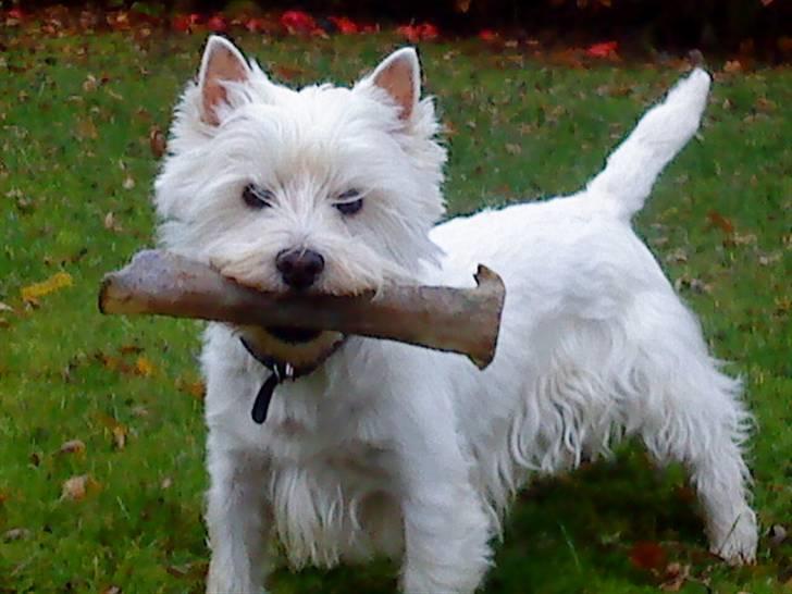 West highland white terrier Westpoint's Bacchus (Walther) - "Mmmmmh, kødben til miiig, og du må ikke få noget!" billede 1