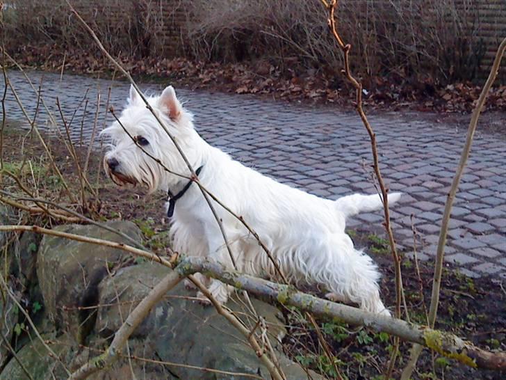 West highland white terrier Westpoint's Bacchus (Walther) - "Hey, hey, hey, hey, hvad f*nden er det for nogle sjove hunde??? De rapper jo?!" billede 2