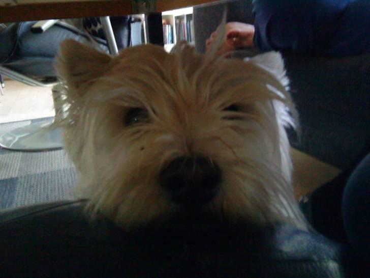 West highland white terrier Westpoint's Bacchus (Walther) - "Er du der, søs? Nej, hvor hyggeligt" billede 4