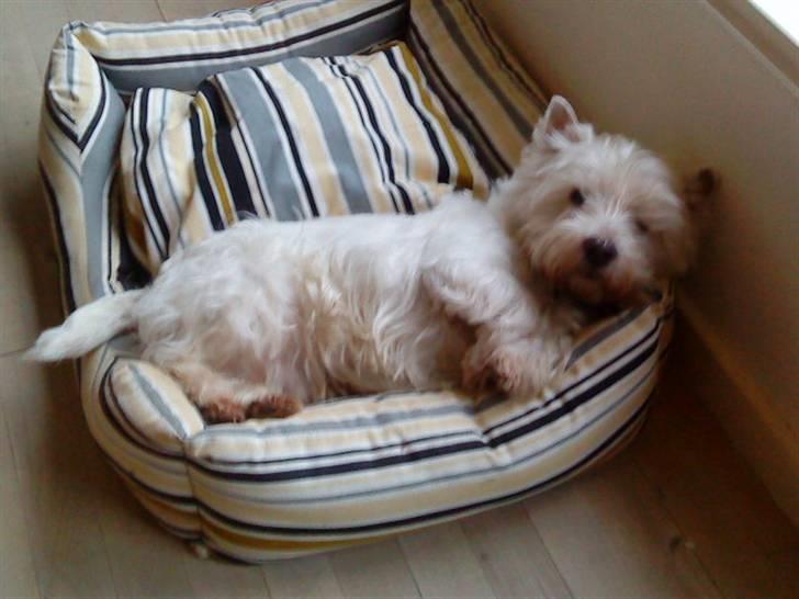 West highland white terrier Westpoint's Bacchus (Walther) - "Snupper lige en lur i min overdimensionerede seng!" billede 5