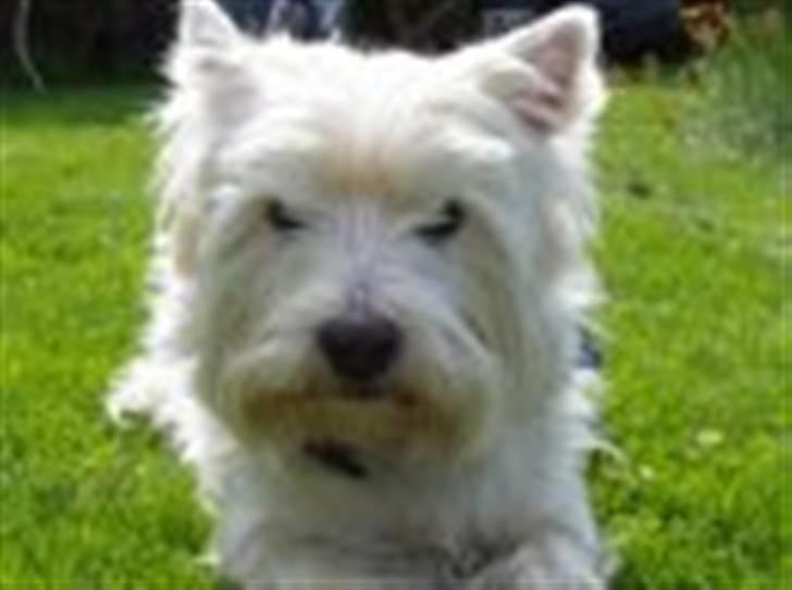 West highland white terrier Westpoint's Bacchus (Walther) - "Jeg er lidt af en charmør!" billede 7