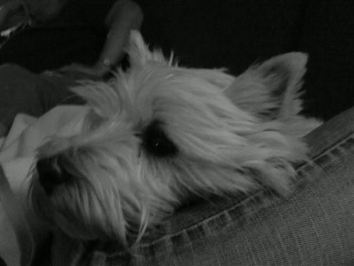 West highland white terrier Westpoint's Bacchus (Walther) - "Mmmh,  aftenhygge med søster. Hendes ben danner sgu en ret god kurv!" billede 10