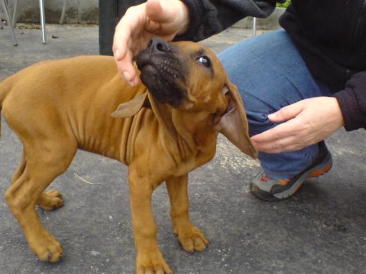 Rhodesian ridgeback (Bhara Bhara) Zibonille - 18. Lille hvalpe mus. :D <3 taget af min bror billede 15