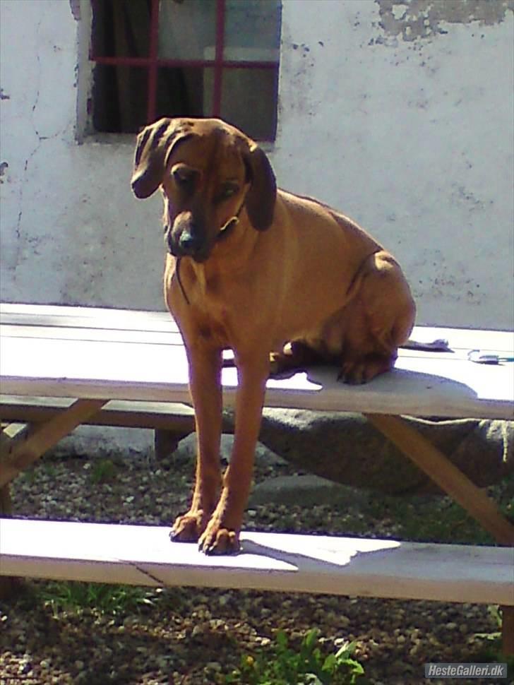 Rhodesian ridgeback (Bhara Bhara) Zibonille - 14. Hvad er det for en måde at sidde på?? <3 - Taget af mig billede 13