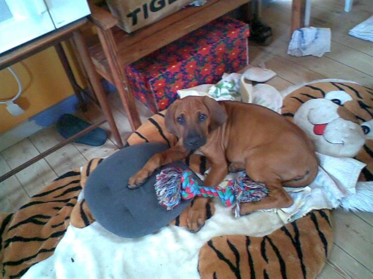Rhodesian ridgeback (Bhara Bhara) Zibonille - 19. Lille hvalpe tøz, den dag havde vi lige fået hende hjem. :D Taget af min mor. :D  billede 16