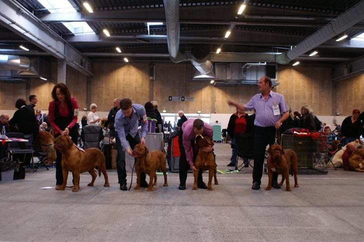 Dogue de bordeaux Royal Bourdeux Aurora billede 7