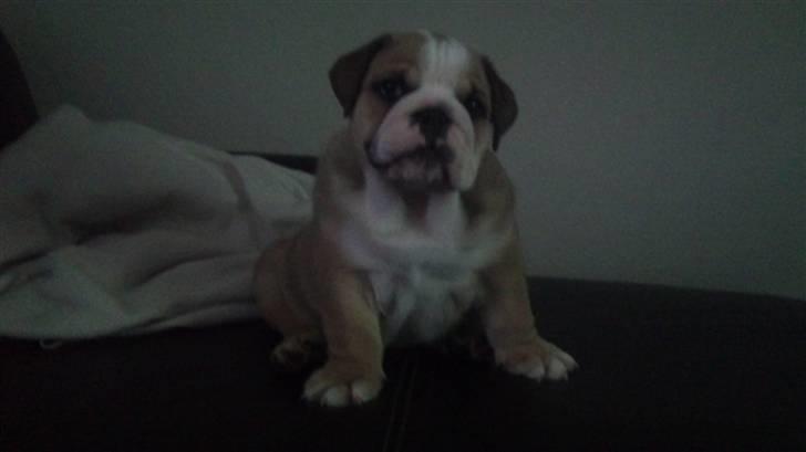 Engelsk bulldog Arnold  billede 7