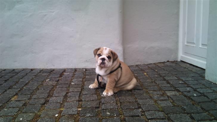 Engelsk bulldog Arnold  billede 8