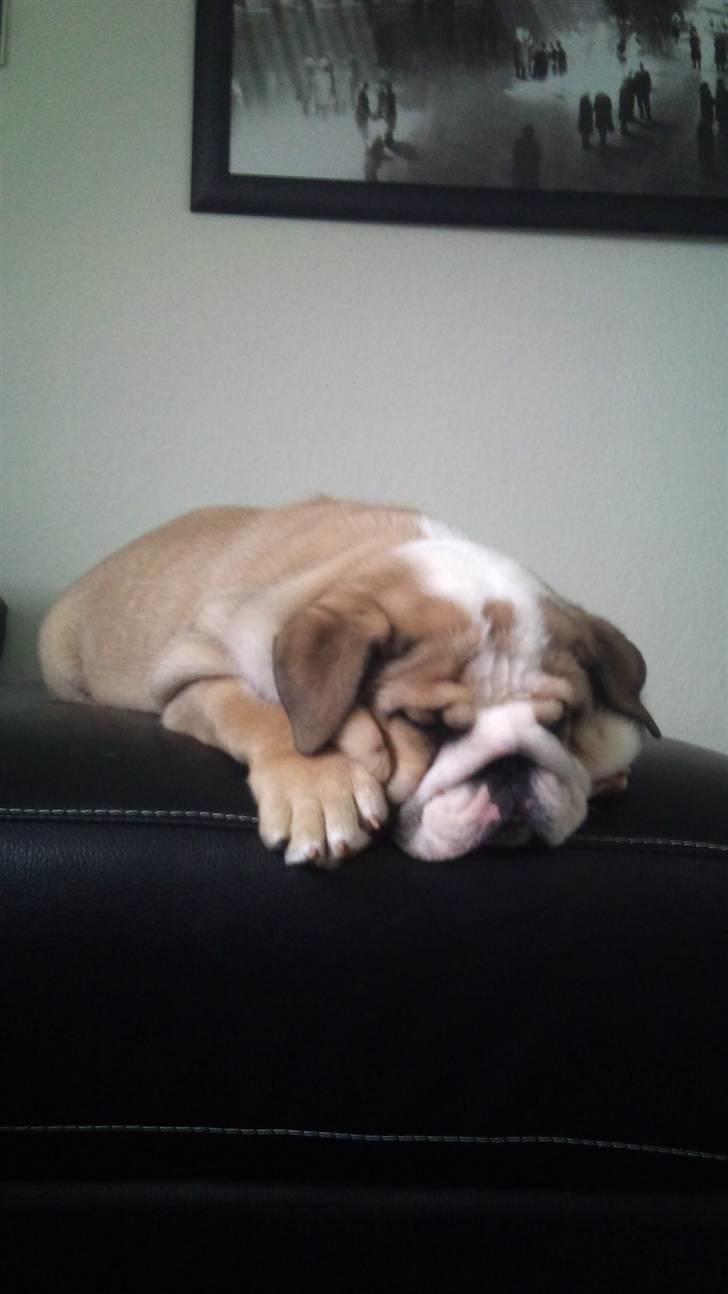 Engelsk bulldog Arnold  billede 9