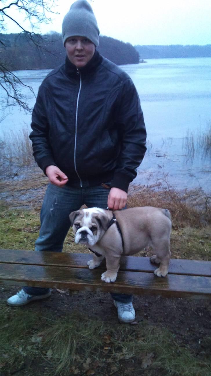 Engelsk bulldog Arnold  billede 10