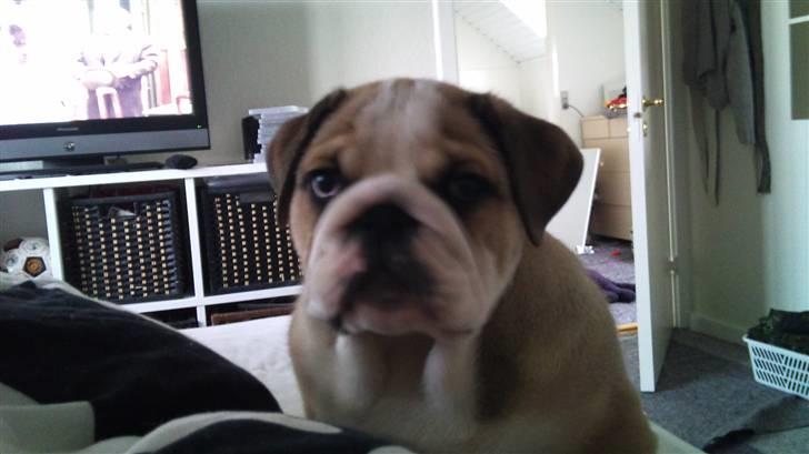 Engelsk bulldog Arnold  billede 11