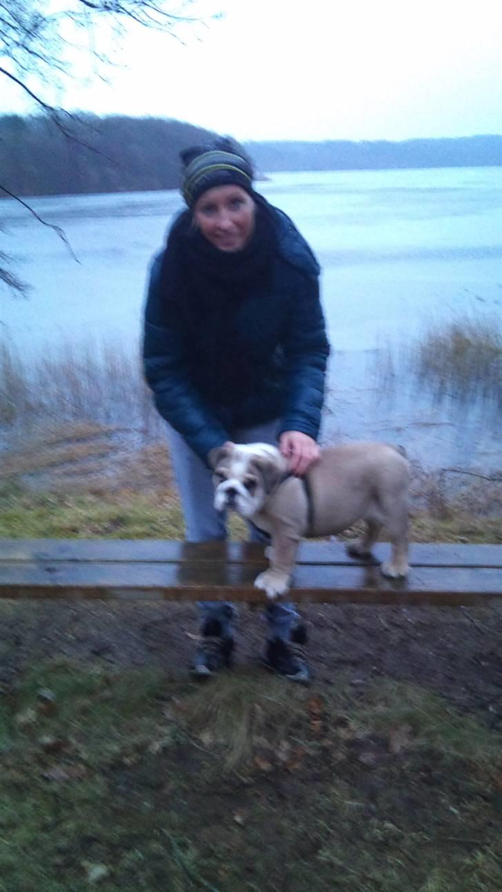 Engelsk bulldog Arnold  billede 12