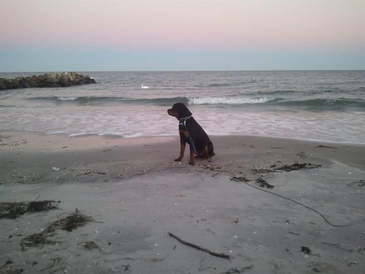 Rottweiler R.I.P Kato billede 12