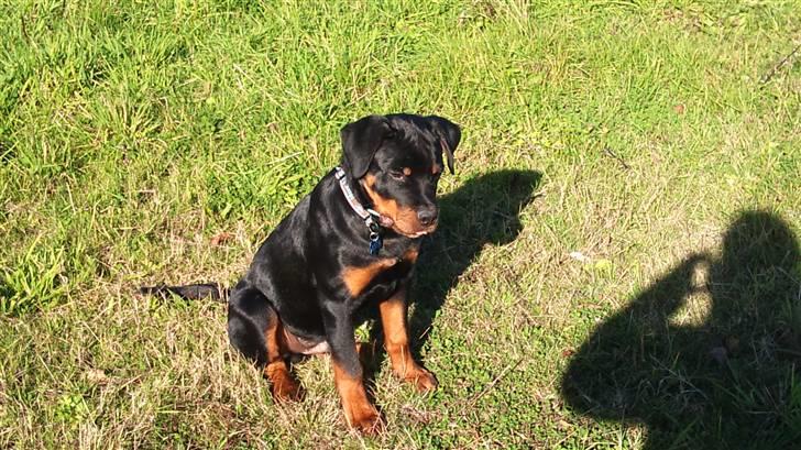 Rottweiler R.I.P Kato billede 2