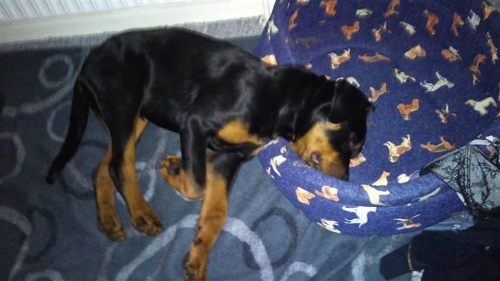 Rottweiler R.I.P Kato billede 3