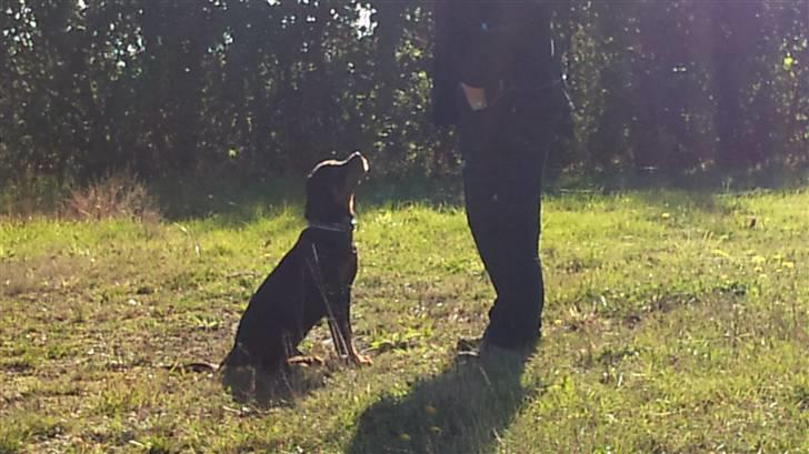 Rottweiler R.I.P Kato billede 5