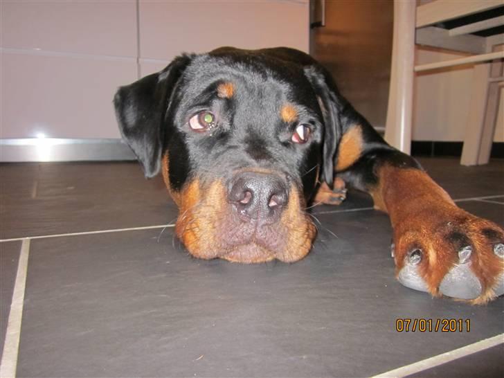 Rottweiler R.I.P Kato billede 6