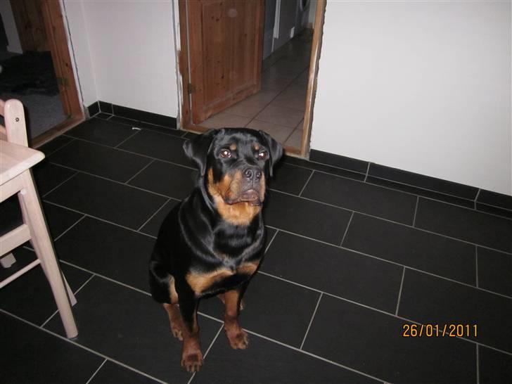 Rottweiler R.I.P Kato billede 7