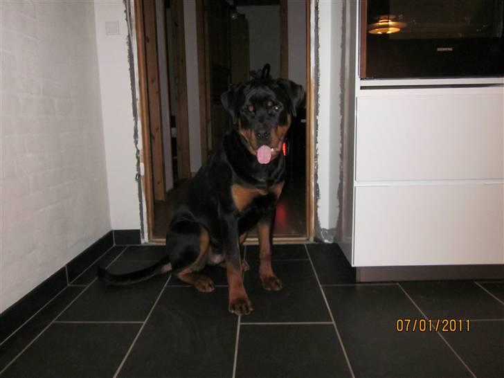 Rottweiler R.I.P Kato billede 8