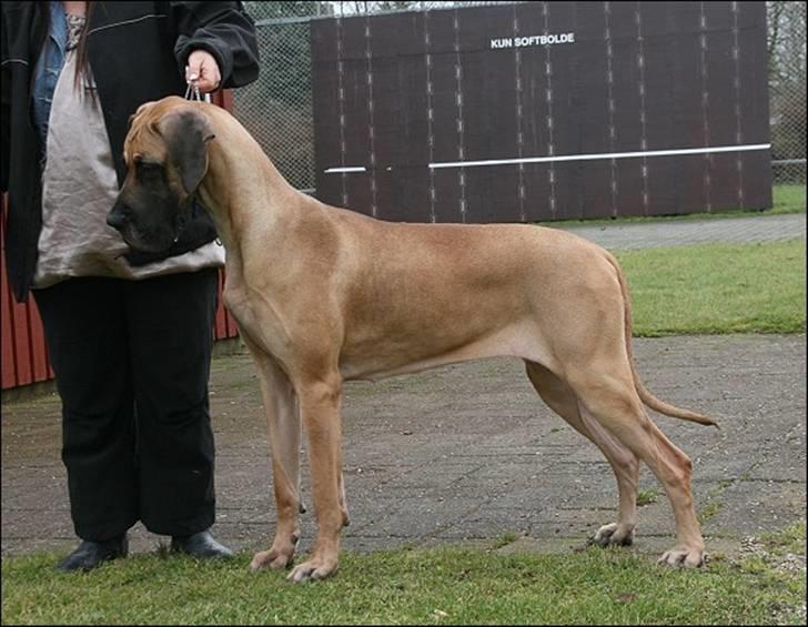 Grand danois Sia - Maxidan´s Papa Don´t Preach alias Sia billede 1