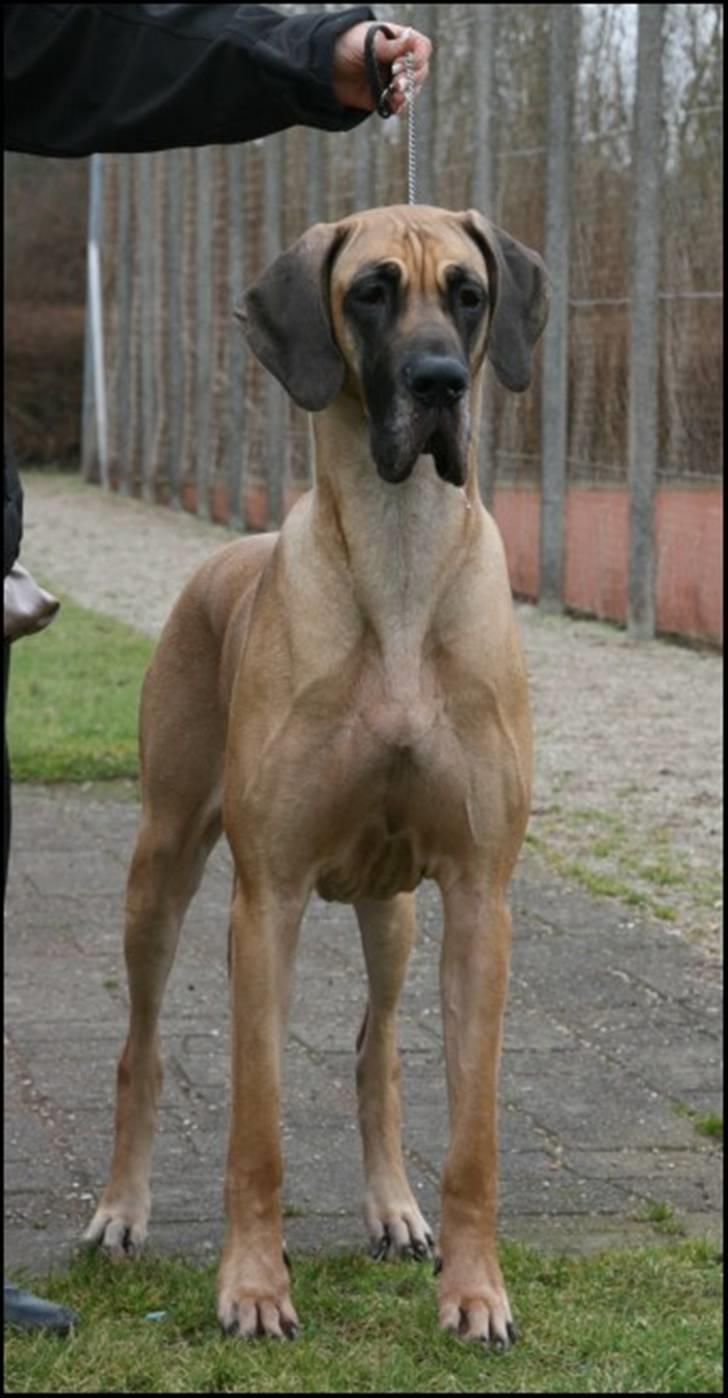 Grand danois Sia - Vinterskuet i Åslev billede 3