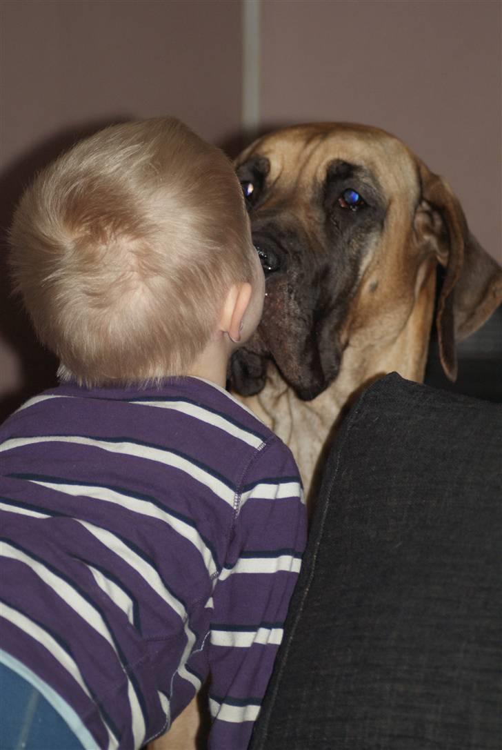 Grand danois Sia - Sia kysser med Victor billede 4