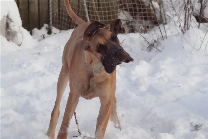 Grand danois Sia - Shake it baby billede 5