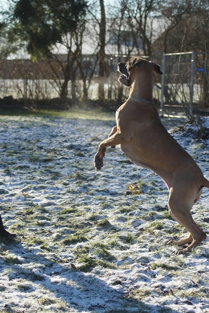 Grand danois Sia - Hey hvor kastede du mit legetøj hen??? billede 6