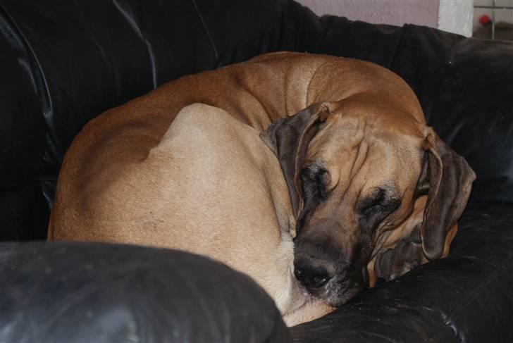 Grand danois Sia - Hva mener de med at jeg fylder Moar, se hvor lille jeg kan blive billede 7