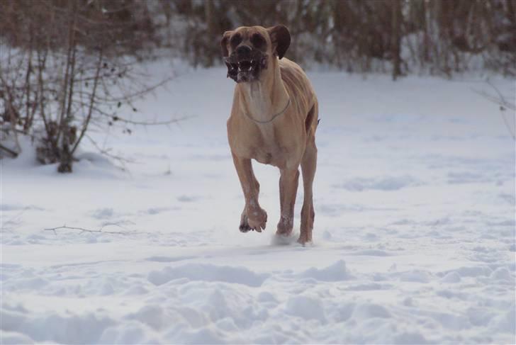 Grand danois Sia - On the move billede 8