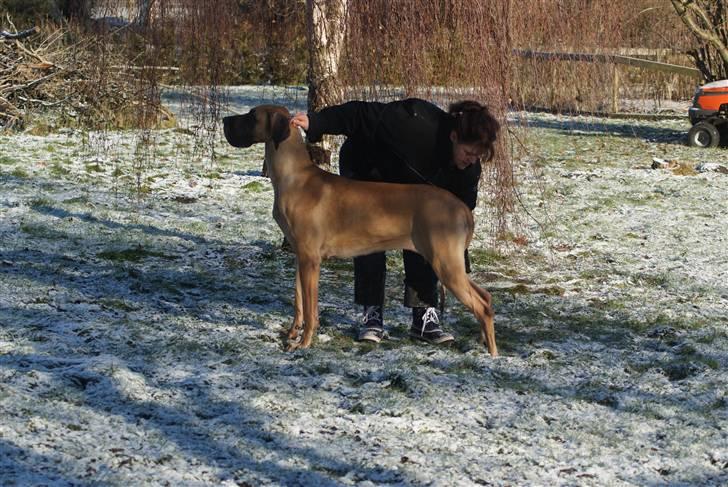 Grand danois Sia - Moar leger  ;0) billede 9