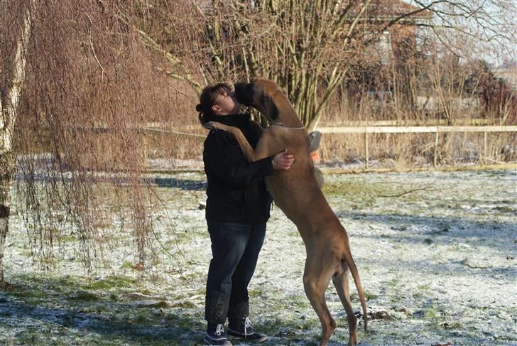 Grand danois Sia - Sia kysser billede 10