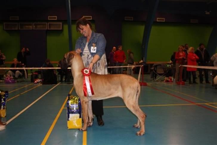 Grand danois Sia - Sia til juleskue i Næstved 2010, bedste mellemklasse på dagen og BIS 5 billede 11