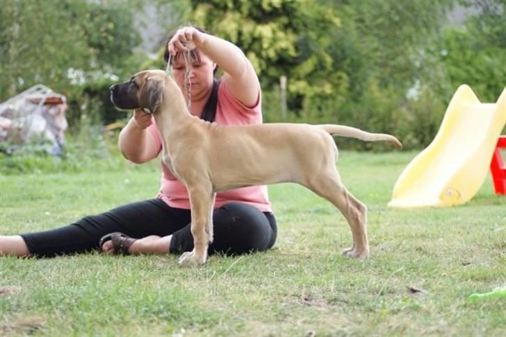 Grand danois Sia - Vi øver til udstillingsringen  billede 15